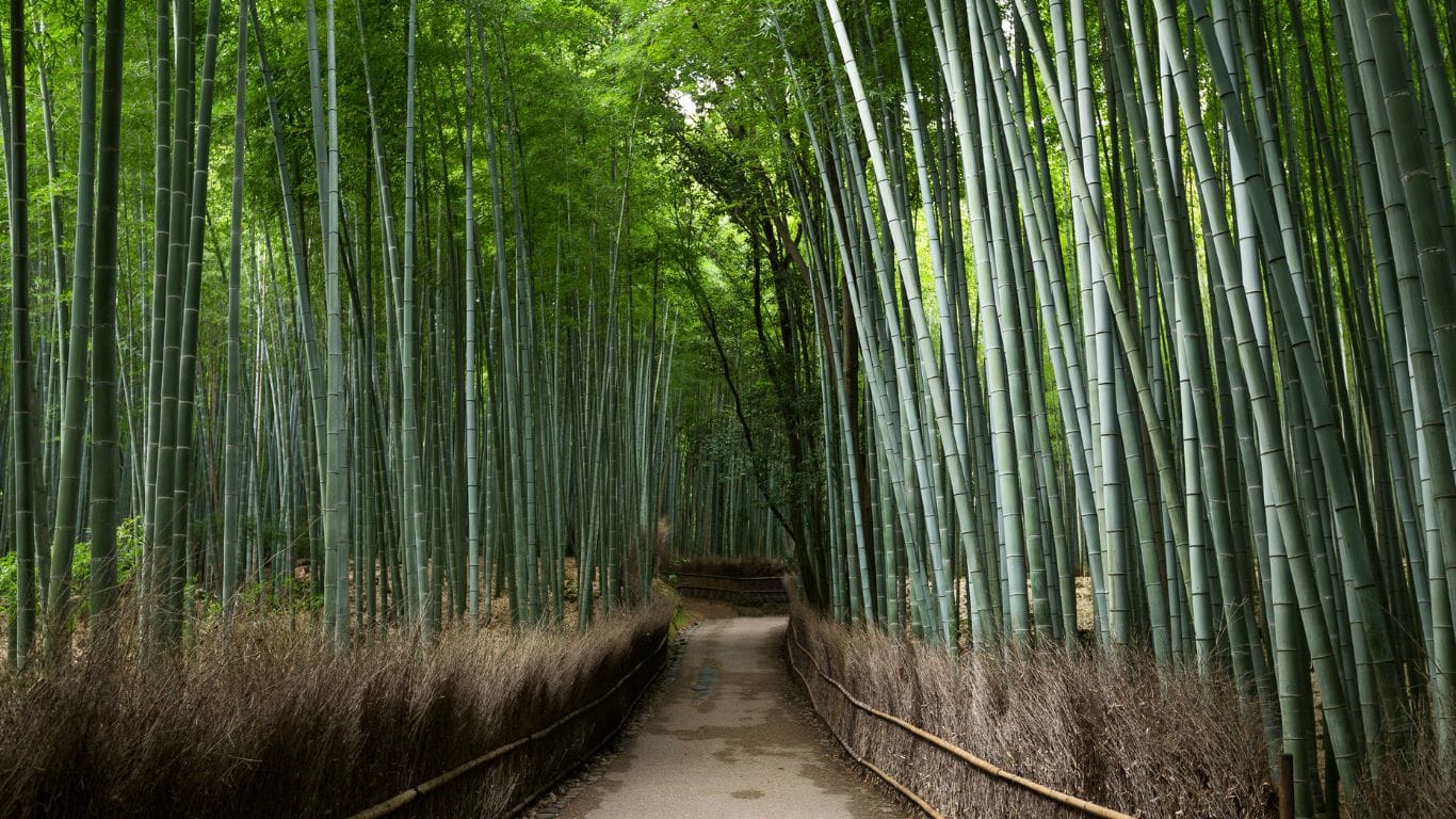 Prepare-se para uma jornada única pelo Japão, explorando a agitação de Tóquio, a serenidade de Kyoto e a beleza natural de Hakone