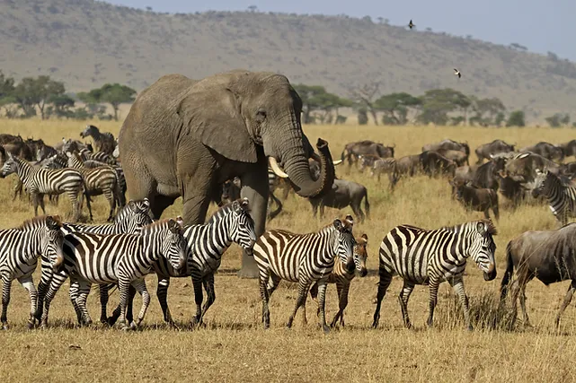 pacote de viagem-QUÊNIA-TANZÂNIA-COM-ZANZIBAR (7)