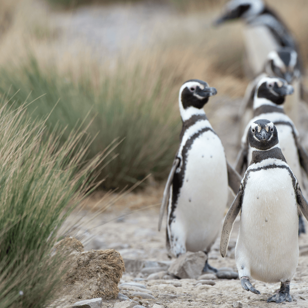 Explorando o Verão na Patagônia com a Expert Turismo​ (1)