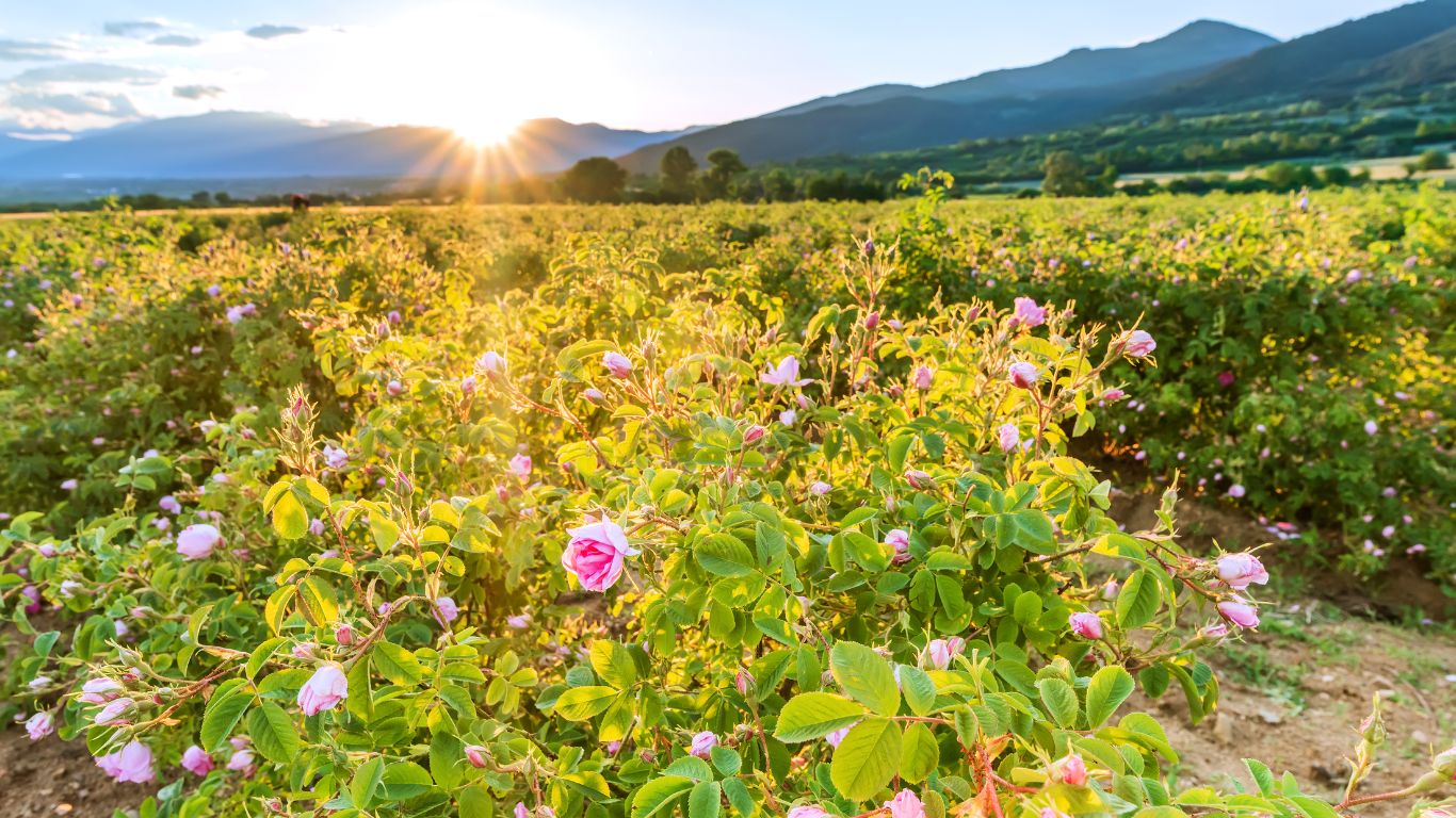 Pacote Completo pelas Maravilhas da Romênia e Bulgária - expert turismo - agencia de viagem - agencia de turismo (12)