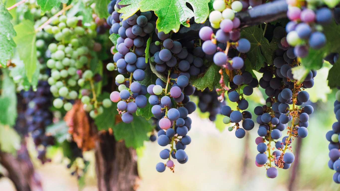 Mendoza Xperience Vinhos, luxo e Cordilheira dos Andes (4)