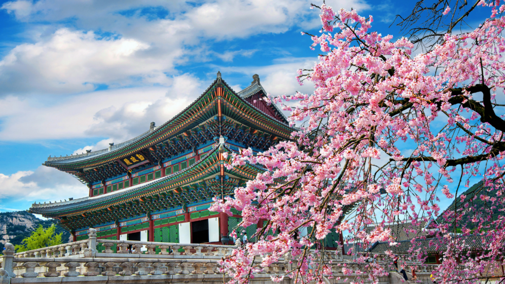 Roteiro Japão, Coreia do Sul e Singapura - palácio tradicional em Seul com cerejeiras em flor na primavera
